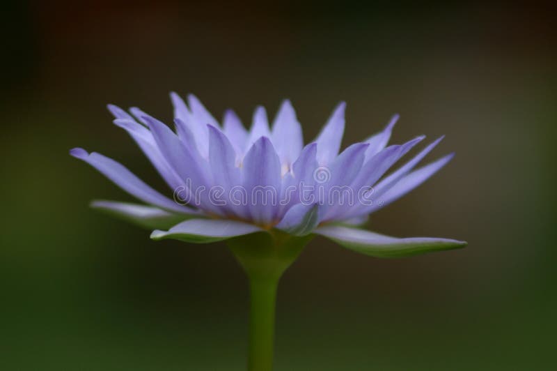 Blauw Lotus royalty-vrije stock afbeelding Blauw Lotus royalty-vrije stock afbeelding