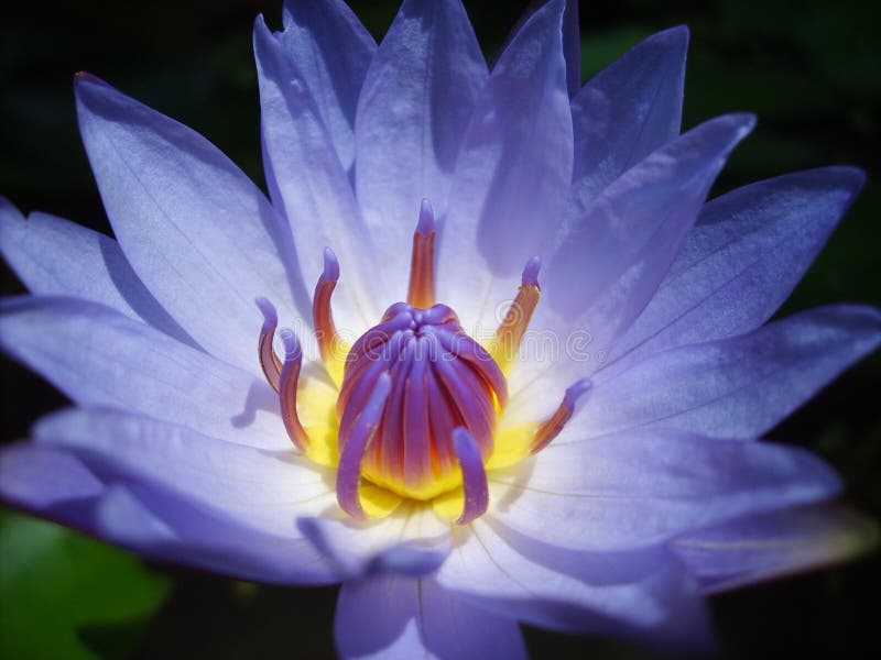 Onrecht Kip Cataract Blauw Lotus stock afbeelding. Image of kleurrijk, gebladerte - 83908765