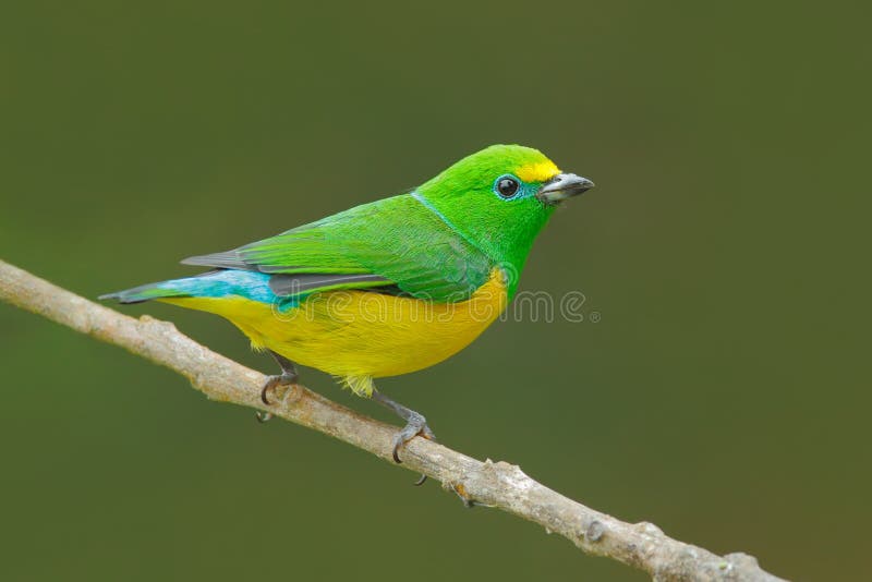 Blauw-Naped Chlorophonia, Chlorophonia-cyanea, de exotische tropische groene vorm Colombia van de liedvogel Het wild van Zuid-Ame