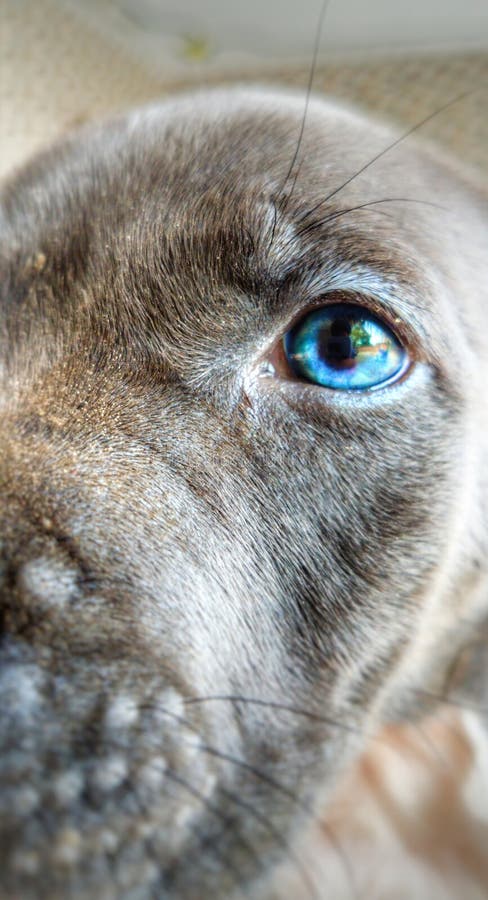 Blauw oog|| Hond` s portret|| Mooi puppy||Dierlijke liefde stock foto's Blauw oog|| Hond` s portret|| Mooi puppy||Dierlijke liefde stock foto's