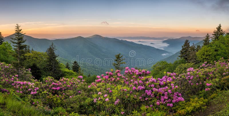 Blauw Ridge Mountains, Rododendron, zonsopgang