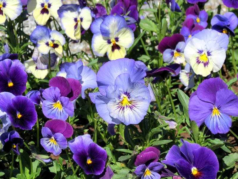 Blauw viooltje royalty-vrije stock foto Blauw viooltje royalty-vrije stock foto