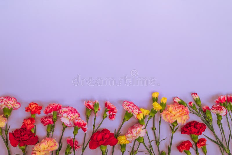 Blauwe achtergrond met van het anjersbloemen en exemplaar ruimte Hoogste mening royalty-vrije stock fotografie Blauwe achtergrond met van het anjersbloemen en exemplaar ruimte Hoogste mening royalty-vrije stock fotografie