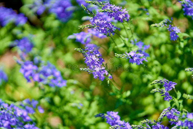 Blauwe bloemen in bloesem op een zonnige dag, vage achtergrond geen mensen stock afbeelding Blauwe bloemen in bloesem op een zonnige dag, vage achtergrond geen mensen stock afbeelding