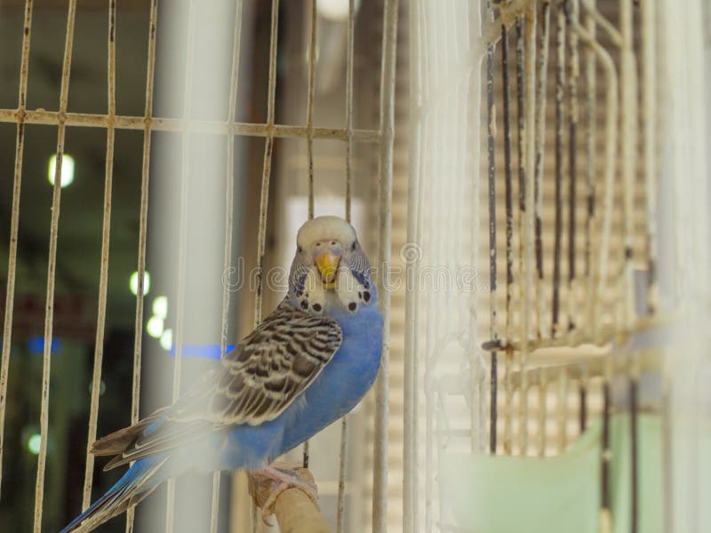 Blauwe budgievogel in een kooi die door kooistaarten verschijnt stock foto Blauwe budgievogel in een kooi die door kooistaarten verschijnt stock foto