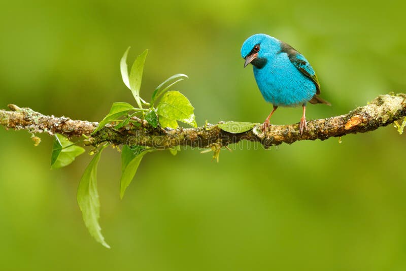 Blauwe Dacnis, Dacnis-cayana, exotische tropische leuke tanager met geel been, Costa Rica Blauwe zangvogel in de aardhabitat Mooi