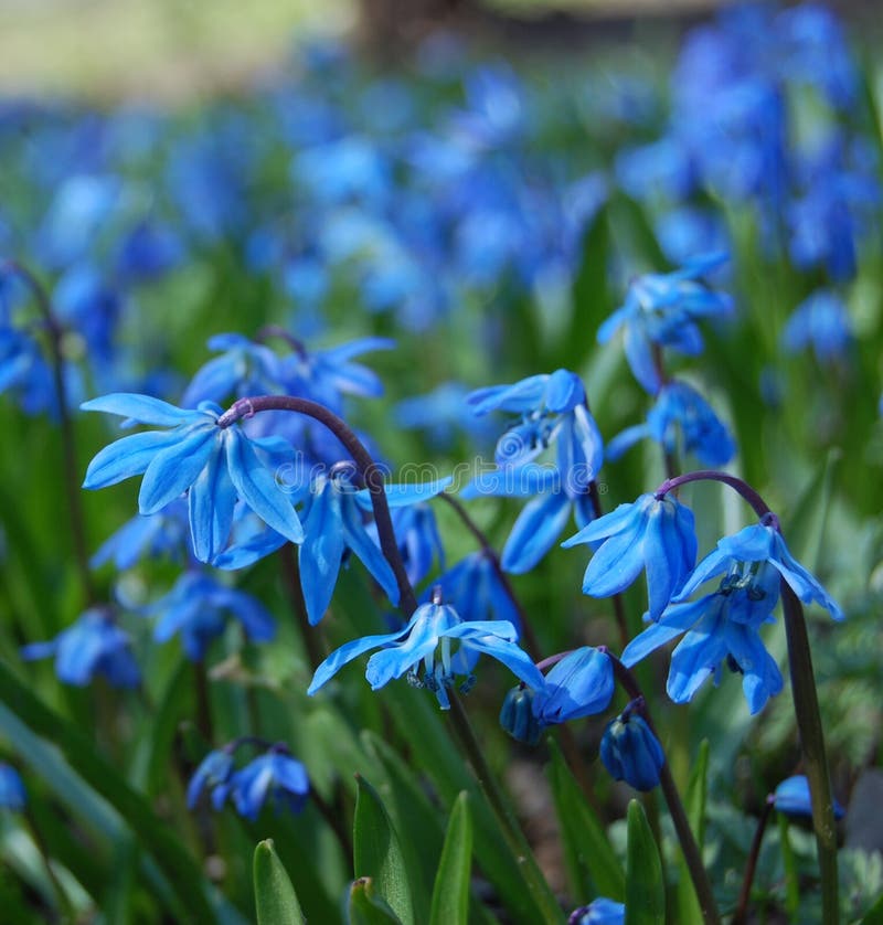 Blauwe de lentebloemen stock afbeelding Blauwe de lentebloemen stock afbeelding
