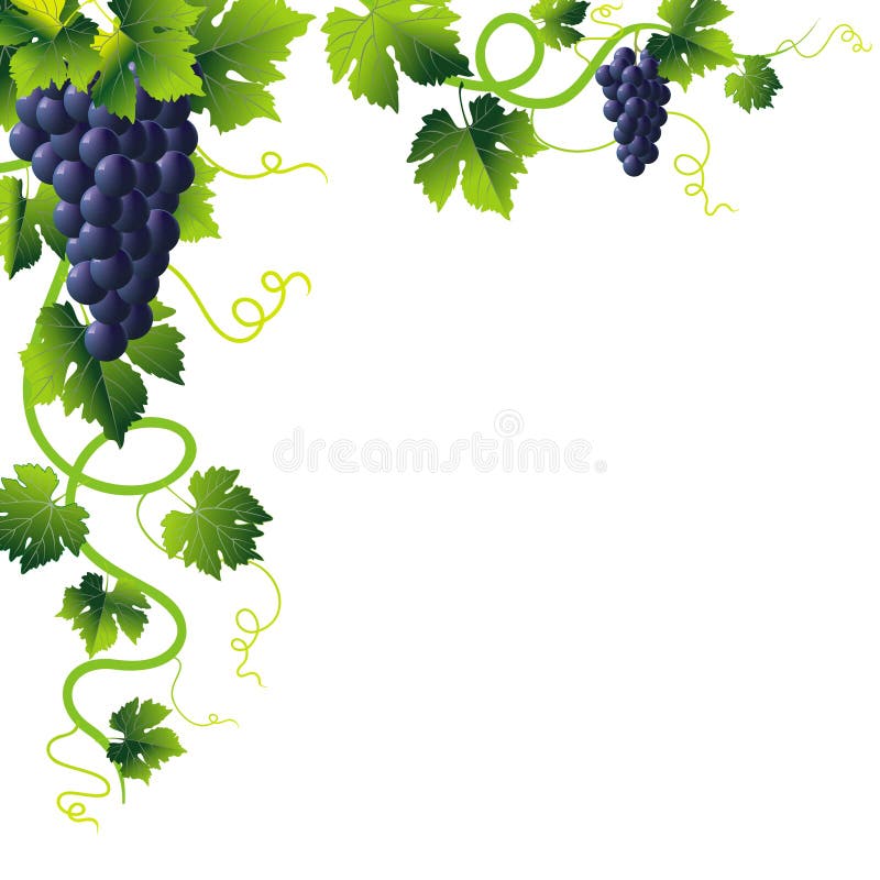 Blauwe druivenhoek stock illustratie Blauwe druivenhoek stock illustratie