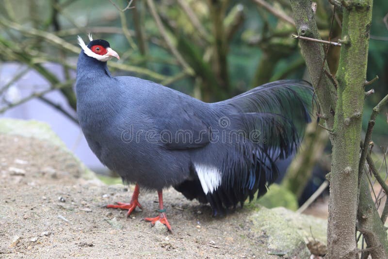 Blauwe eared fazant stock afbeelding Blauwe eared fazant stock afbeelding
