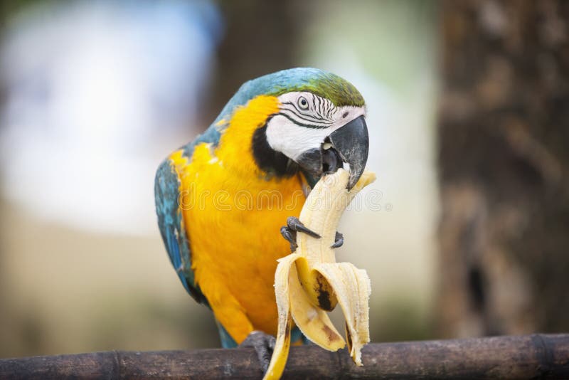 Blauwe en gele Ara die banaan, Boracay, Filippijnen eten stock afbeeldingen Blauwe en gele Ara die banaan, Boracay, Filippijnen eten stock afbeeldingen