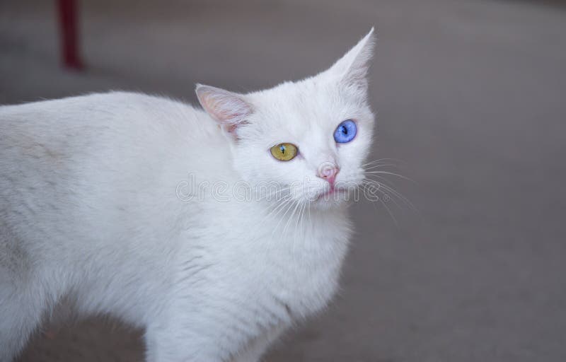 Blauwe en Gele eyed kattenextravagantie stock foto Blauwe en Gele eyed kattenextravagantie stock foto