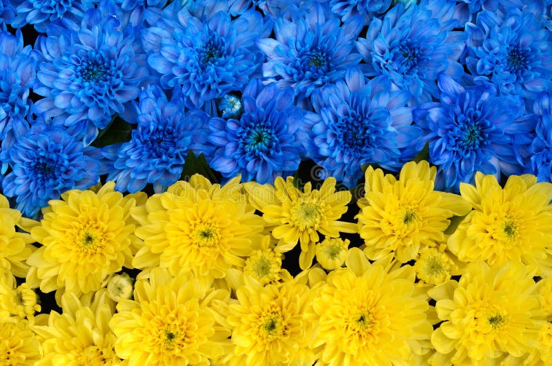Blauwe en gele strepen met gekleurde bloemen (de vlag van de Oekraïne
