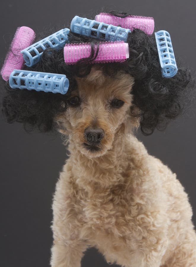 A poodle with big curly hair and pink and blue curlers, isolated on a gray background. A poodle with big curly hair and pink and blue curlers, isolated on a gray background.