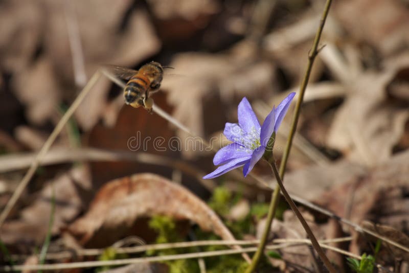 Blauwe gemeenschappelijke hepatica van Anemoonhepatica, liverwort, kidneywort, pennywort bloeit met Honingbijen Honey Bees, Apis- stock afbeeldingen Blauwe gemeenschappelijke hepatica van Anemoonhepatica, liverwort, kidneywort, pennywort bloeit met Honingbijen Honey Bees, Apis- stock afbeeldingen