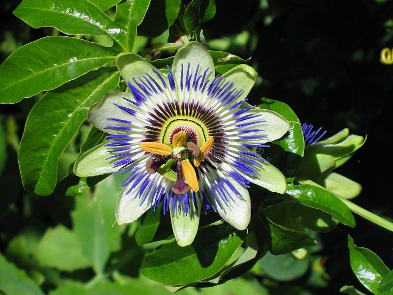 Blauwe hartstochtsbloem, Passiebloemcaerulea stock afbeelding Blauwe hartstochtsbloem, Passiebloemcaerulea stock afbeelding