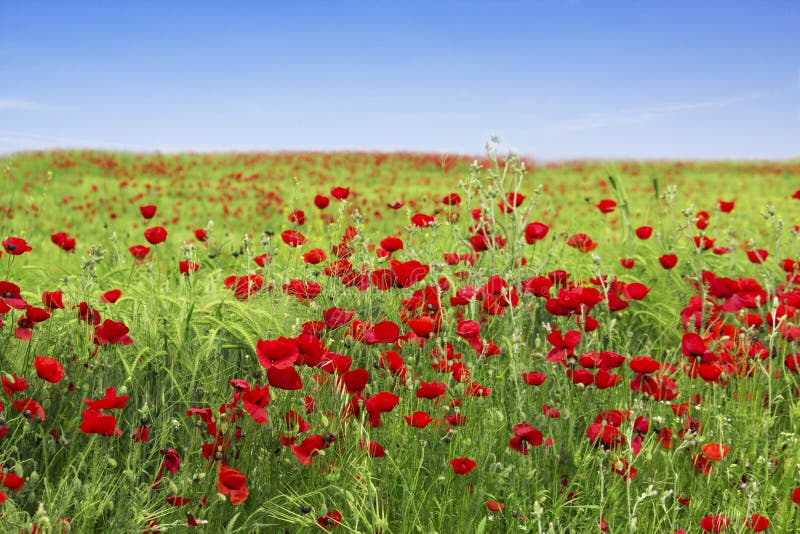 Blauwe hemel en rode papavers stock afbeelding Blauwe hemel en rode papavers stock afbeelding