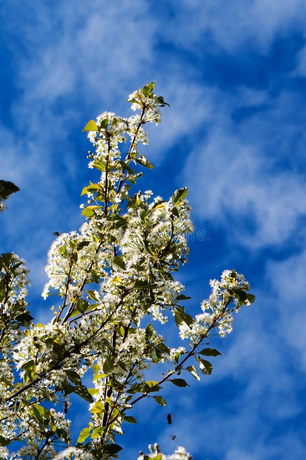Blauwe hemel met dunne wolken achter leuke witte bloemen royalty-vrije stock afbeelding Blauwe hemel met dunne wolken achter leuke witte bloemen royalty-vrije stock afbeelding