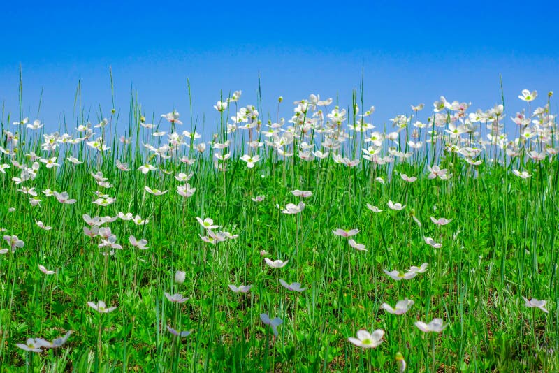 Blauwe hemel over een gebied van witte bloemen royalty-vrije stock foto's Blauwe hemel over een gebied van witte bloemen royalty-vrije stock foto's