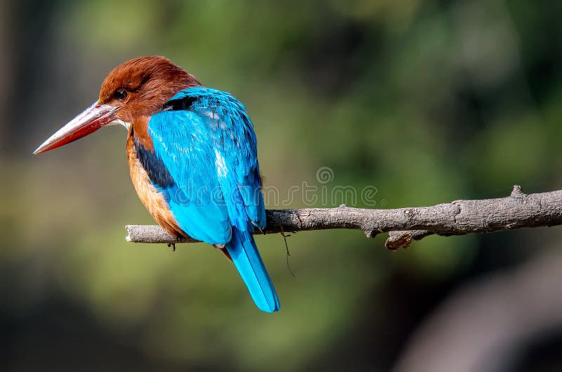 Blauwe Ijsvogelvogel, op een tak, verlaten bek