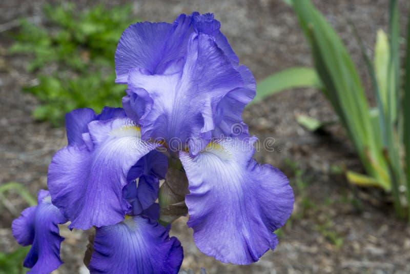 Blauwe Iris in volledige bloei royalty-vrije stock fotografie Blauwe Iris in volledige bloei royalty-vrije stock fotografie