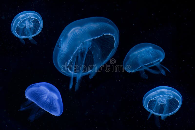 Blauwe Kwallen stock afbeeldingen Blauwe Kwallen stock afbeeldingen