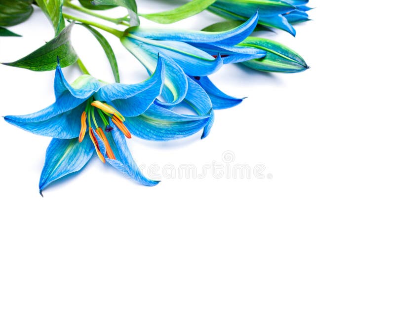 Blauwe lelies op de witte geïsoleerde achtergrond royalty-vrije stock afbeelding Blauwe lelies op de witte geïsoleerde achtergrond royalty-vrije stock afbeelding