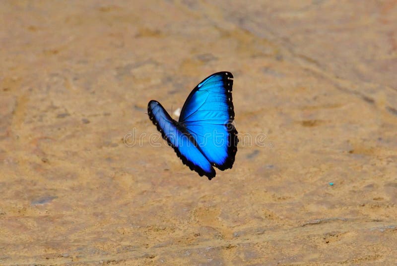 Blauwe Morpho Vlinder, Costa Rica royalty-vrije stock foto's Blauwe Morpho Vlinder, Costa Rica royalty-vrije stock foto's