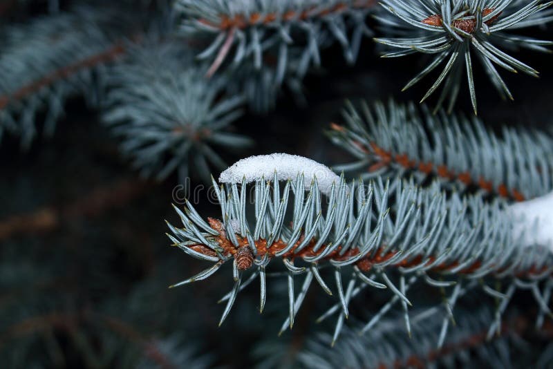 Blauwe nette tak met sneeuw op de einden van naalden in koude tonen stock afbeelding Blauwe nette tak met sneeuw op de einden van naalden in koude tonen stock afbeelding