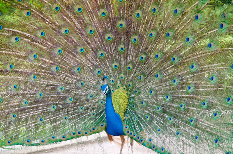 This is eye peafowl or peacock. This is eye peafowl or peacock
