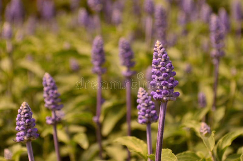 Blauwe salvia royalty-vrije stock foto Blauwe salvia royalty-vrije stock foto