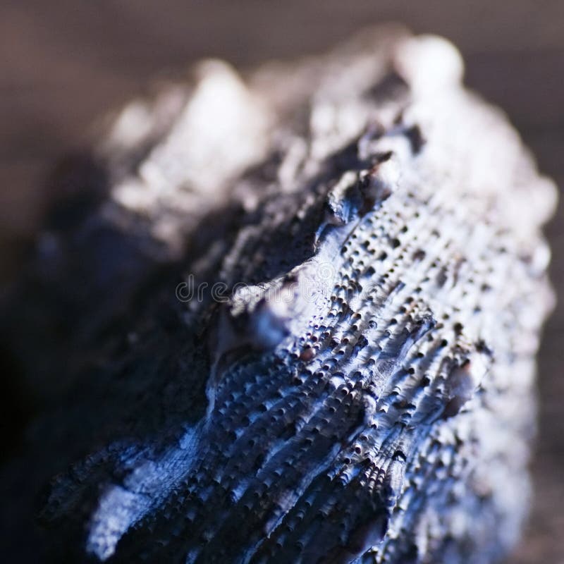 Blauwe shell macro royalty-vrije stock afbeelding Blauwe shell macro royalty-vrije stock afbeelding