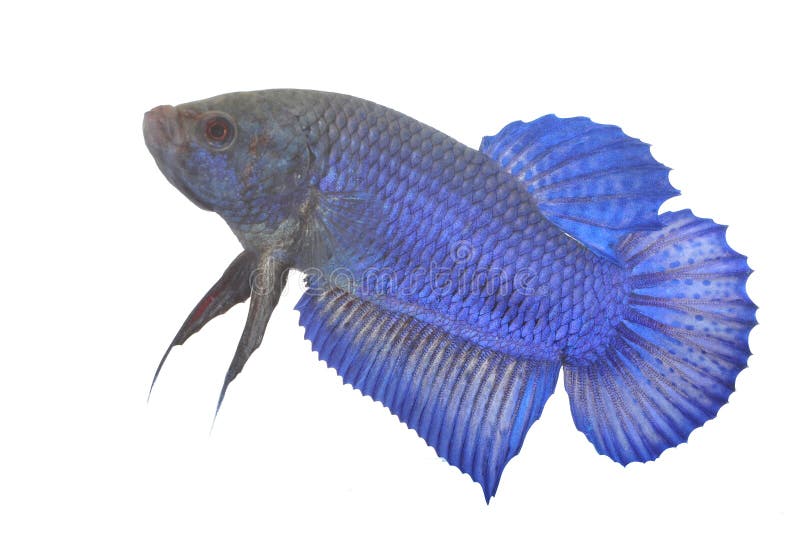 Blauwe Siamese het vechten vissen stock afbeeldingen Blauwe Siamese het vechten vissen stock afbeeldingen