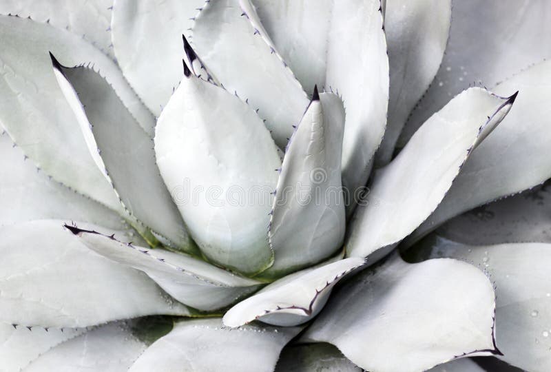 Blauwe succulente dichte omhooggaande, hoogste mening, minimalistic natuurlijke achtergrond stock foto's Blauwe succulente dichte omhooggaande, hoogste mening, minimalistic natuurlijke achtergrond stock foto's