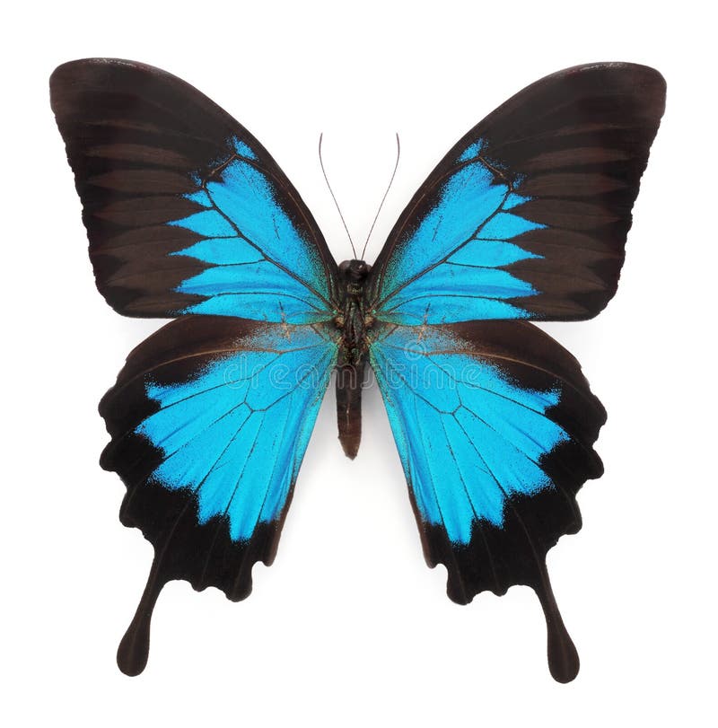 Blauwe vlinder royalty-vrije stock afbeelding Blauwe vlinder royalty-vrije stock afbeelding