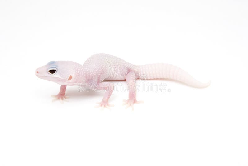 Blazing Blizzard Leopard Gecko