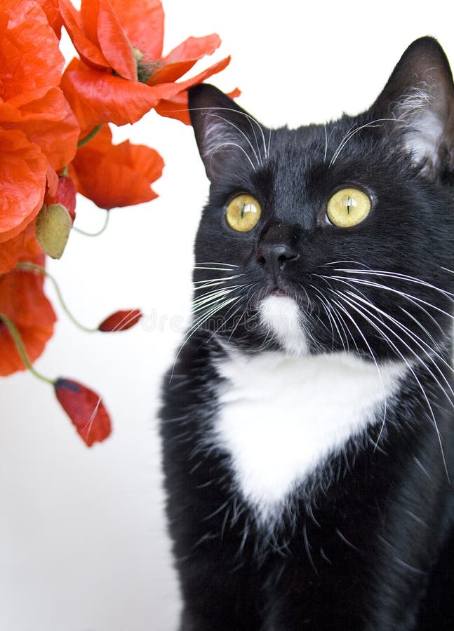 Cat smelling the flowers stock photo. Image of animals 1542738