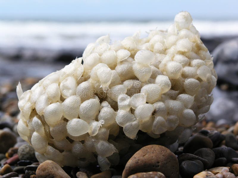 Seaweed of Hawaii stock photo. Image of codium, living 30144152