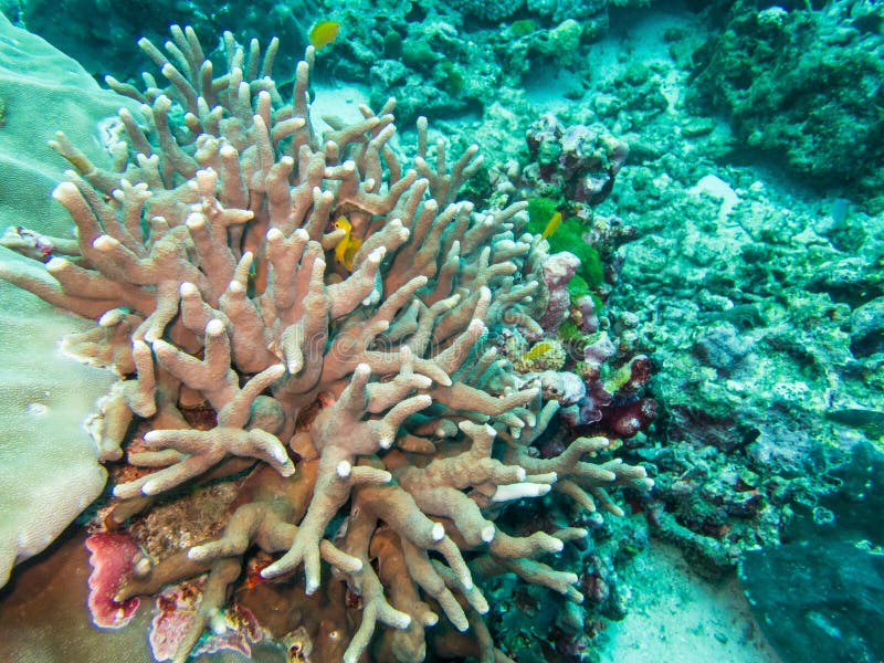 Bleaching Hard Coral in Thailand Stock Photo - Image of underwater ...