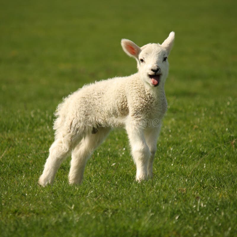Bleating little lamb stock image. Image of juvenile, farming 43187739