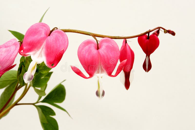 Bleeding Heart flower (Dicentra spectabilis) royalty free stock images Bleeding Heart flower (Dicentra spectabilis) royalty free stock images