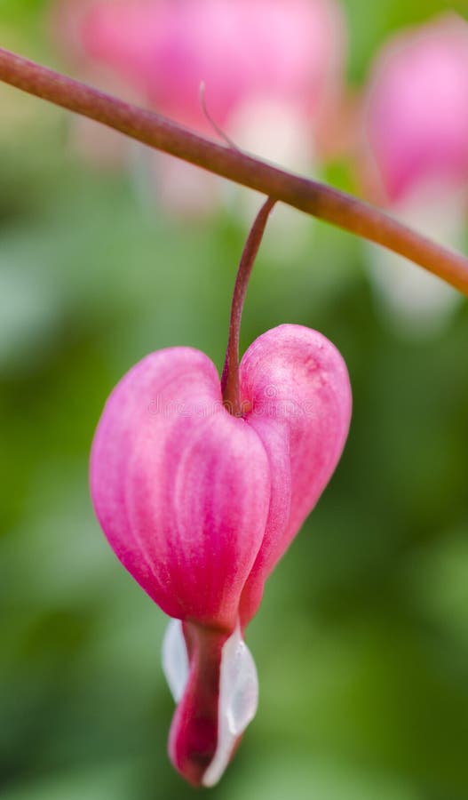 Bleeding Heart royalty free stock photography Bleeding Heart royalty free stock photography