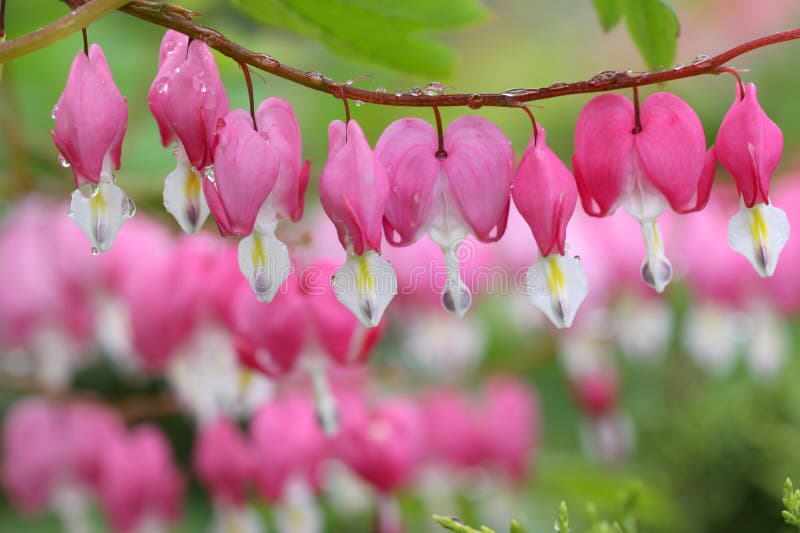 Bleeding hearts