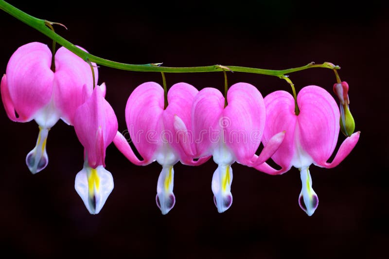 Bleeding hearts in bloom