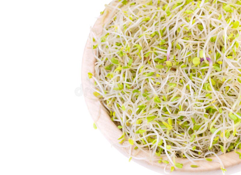Blend of Broccoli, Alfalfa, Clover and Radish Sprouts Stock Photo