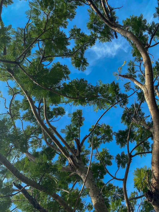 Palu, Kota yang Menggembirakan: Antara Trotoar Indah dan Kerinduan akan Pohon