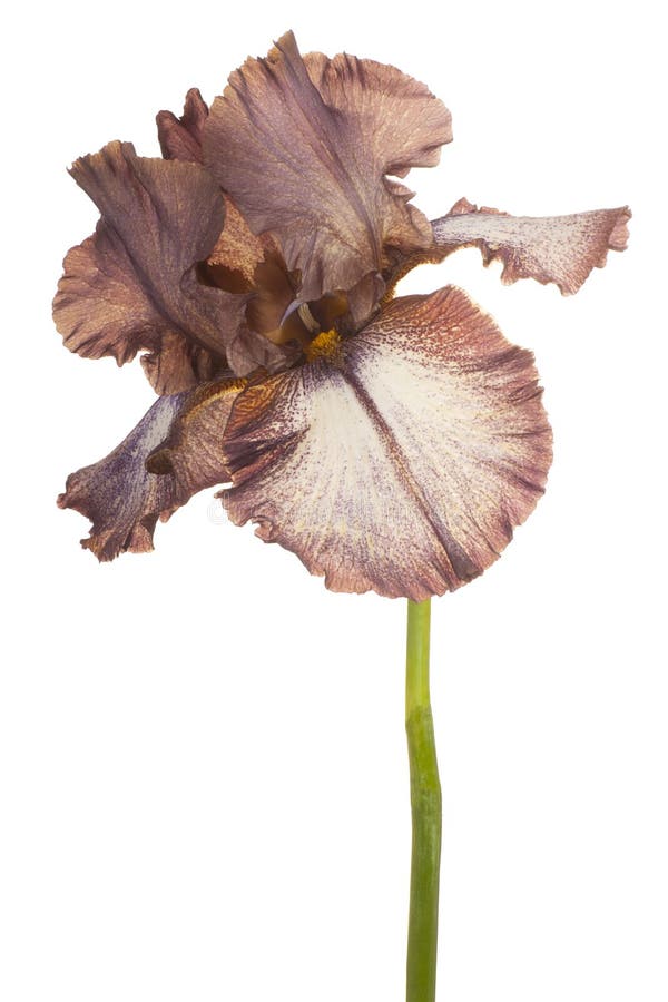 Blendenblume getrennt lizenzfreie stockbilder