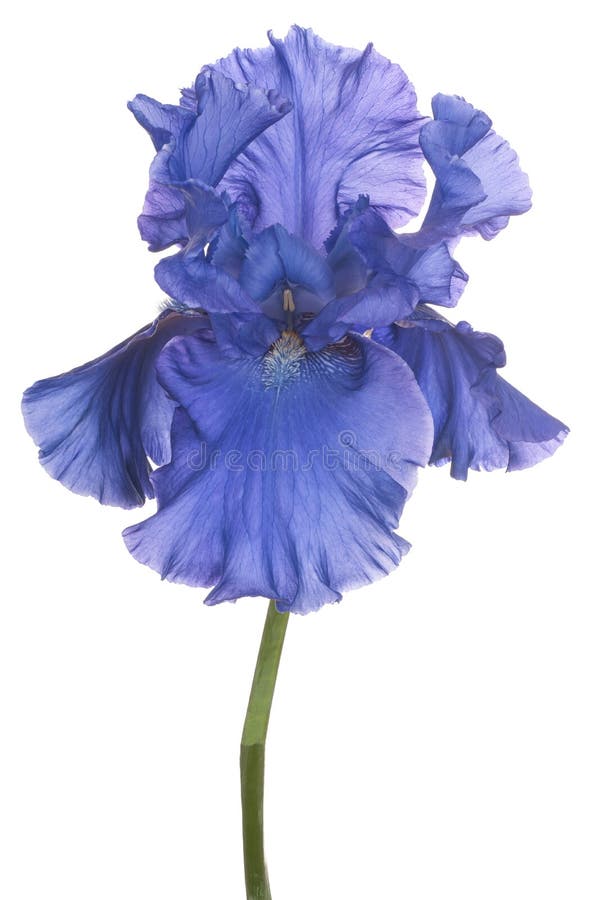 Blendenblume getrennt lizenzfreies stockbild