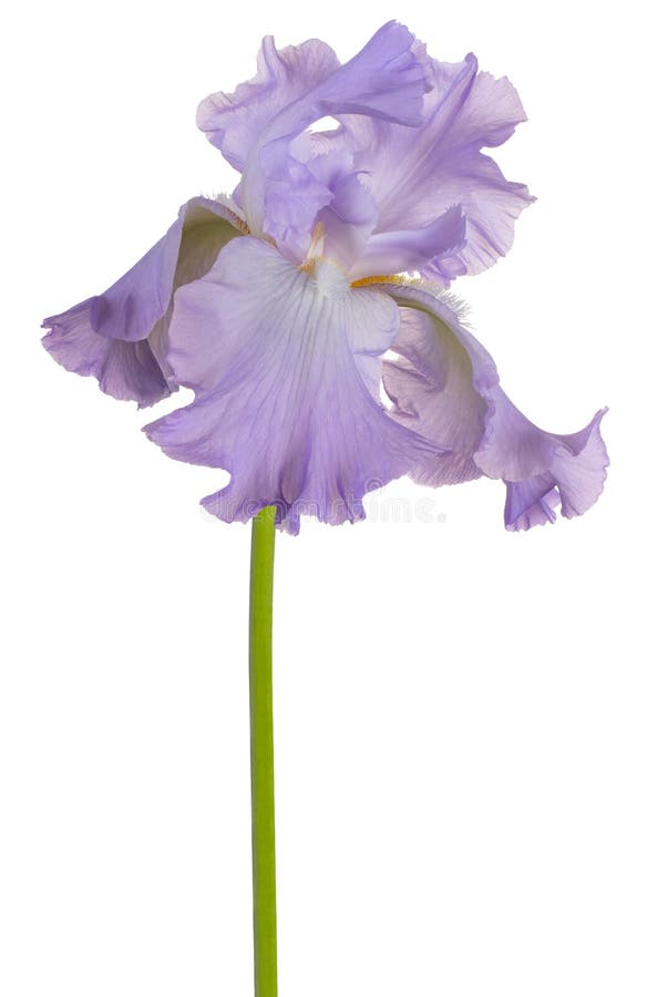 Blendenblume getrennt stockfoto