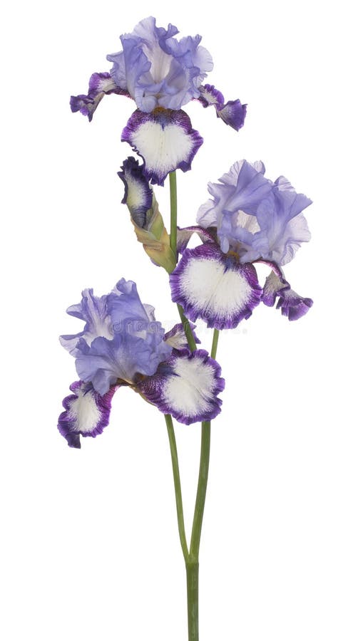 Blendenblume getrennt stockfoto