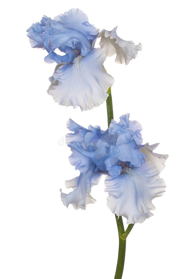 Blendenblume getrennt lizenzfreie stockfotos